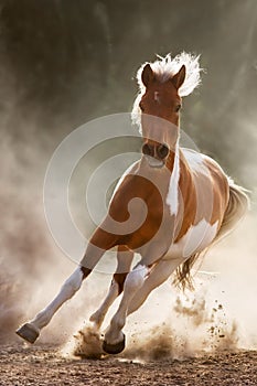 Pinto horse run gallop in sunligh
