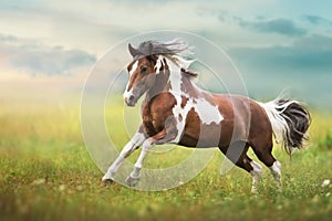 Pinto horse run photo