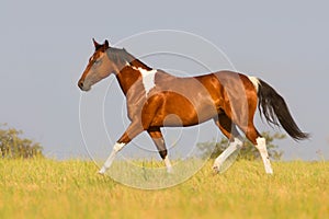Pinto horse trotting in summer field