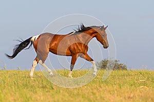 Pinto horse trotting in summer field