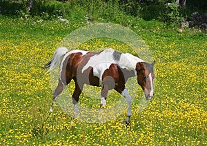 Pinto horse in a yellow field