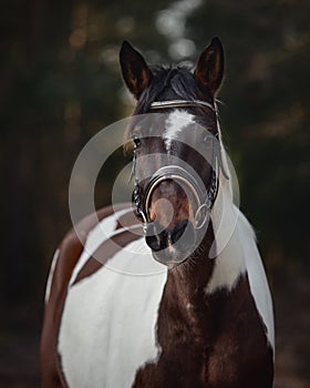 Pinto mare horse in bridle on road in forest