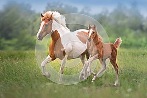 Pinto mare and red foal