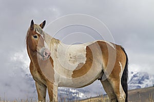 Pinto ranch horse in pasture, Wyoming mountains