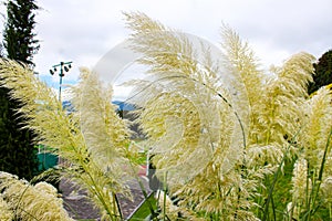 Pintoresca de Pluma or also called field grass photo