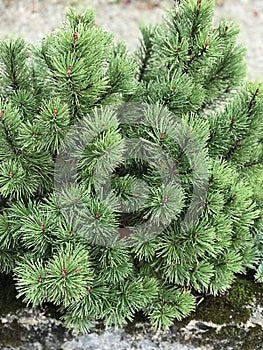 Pinus aristata or Rocky mountain bristlecone pine.