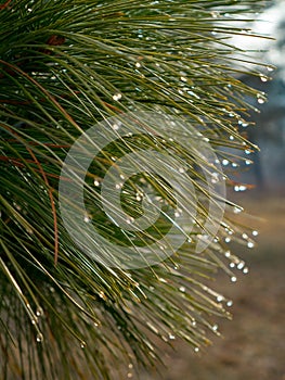 Pinus armandii with drops. Armand`s Pine branch