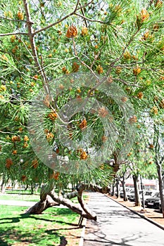 Pinus canariensis, Canarian Pine, photo