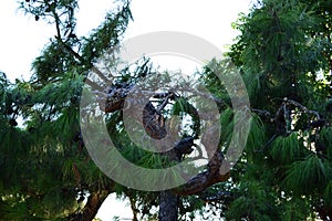 Pinus canariensis Sweet ex Spreng