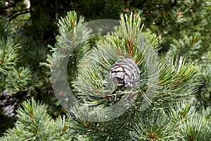 Pinus cembra branch close up