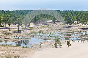 Pinus elliottii and common rush at Lagoa dos Patos lake