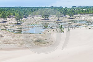 Pinus elliottii forest being covered by dunes at Lagoa dos Patos lake