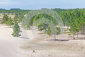 Pinus elliottii forest being covered by dunes at Lagoa dos Patos lake
