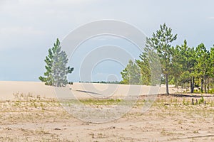 Pinus elliottii forest beingcovered by dunes at Lagoa dos Patos