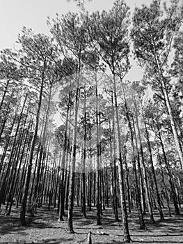 Pinus elliottii forest in black and white - Florianopolis, Brazil