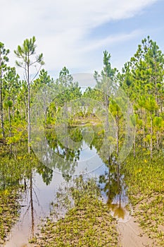 Pinus elliottii forest at Lagoa dos Patos lake