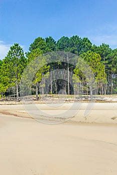 Pinus elliottii forest at Lagoa dos Patos lake