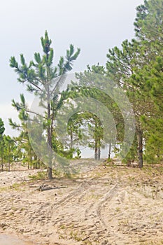 Pinus elliottii forest at Lagoa dos Patos lake