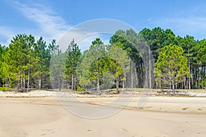 Pinus elliottii forest at Lagoa dos Patos lake photo