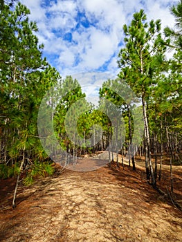 Pinus elliottii, invasie species, at Rio Vermelho State Park in Florianopolis, Brazil