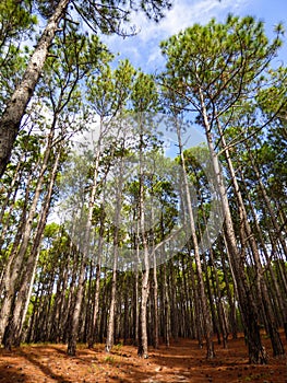 Pinus elliottii invasive species forest at Rio Vermelho State Park in Florianopolis, Brazil