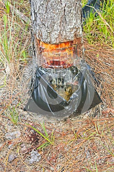 Pinus elliottii sap extraction at Lagoa dos Patos lake