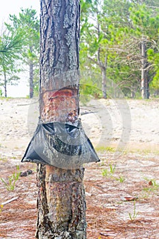 Pinus elliottii sap extraction at Lagoa dos Patos lake