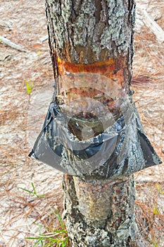 Pinus elliottii sap extraction at Lagoa dos Patos lake