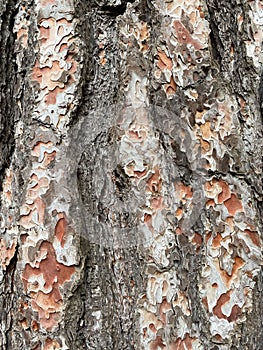 Pinus elliottii, Slash pine, Longleaf pitch pine, Southern Florida Pine, Swarp pine, Yellow slash pine in spring in botany. Italy