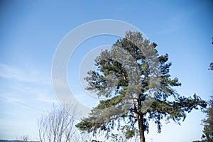 Pinus elliottii tree on blue background