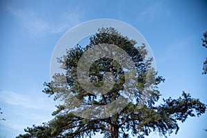 Pinus elliottii tree on blue background