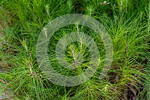 Pinus elliottii TREE seedlings