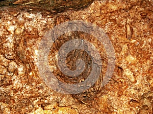 Pinus engelhardtii fossil cone photo
