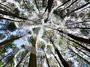 Pinus forest with cloudly sky