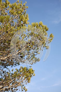 Pinus halepensis tree