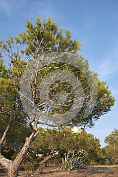 Pinus halepensis tree