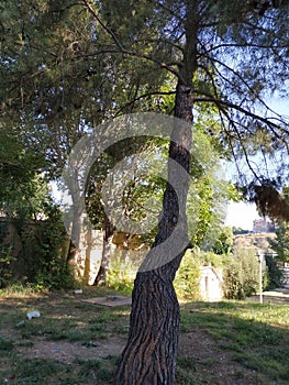 Pinus halepensis tree