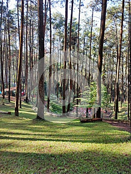 Pinus jungel camping place