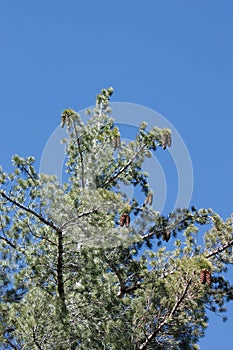 Pinus Lambertiana Ovulate Cone - San Jacinto Mtns - 061322