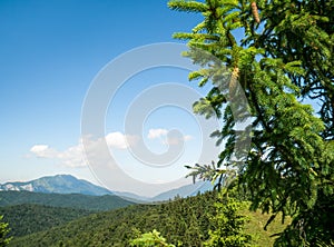 Pinus lambertiana or sugar pine in the Carpathian Mountains of Romania. Pine cones in a tree