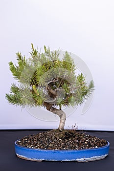 Pinus miniature, genus of vascular plants.