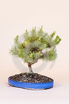 Pinus miniature, genus of vascular plants, commonly called pines.