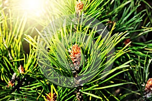 Pinus mugo backlit
