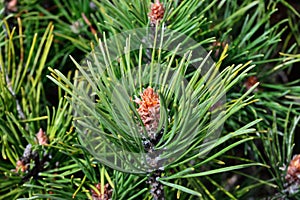 Pinus mugo backlit