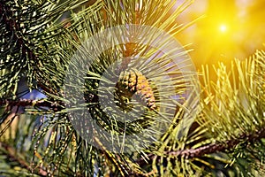 Pinus mugo backlit