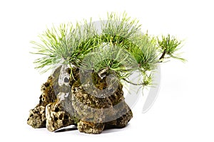Pinus Mugo with branches and leaves in the rock photo