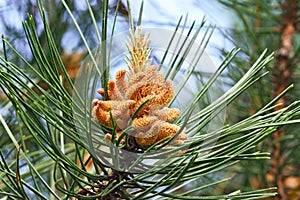 Pinus mugo closeup