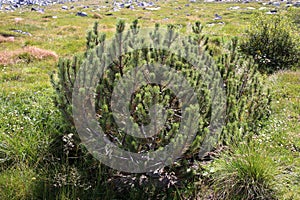 Pinus mugo, Pinaceae photo