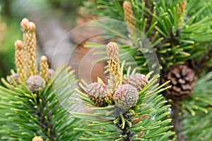 Pinus mugo, pine young cones and shoots on tree branches