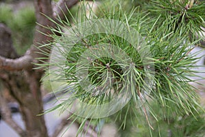 Pinus nigra, the Austrian pine or black pine, detail on the pins